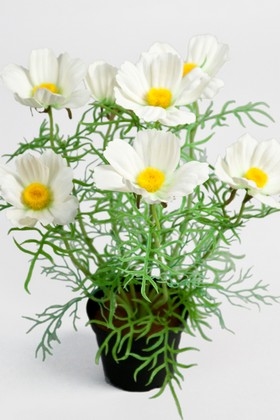 Cosmea 40 cm Hvid
