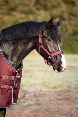 Horse Guard Diya 2.0 grime i farven wine