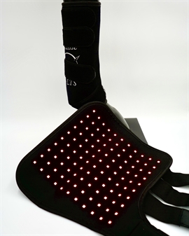 Equine LTS Tendon Boot