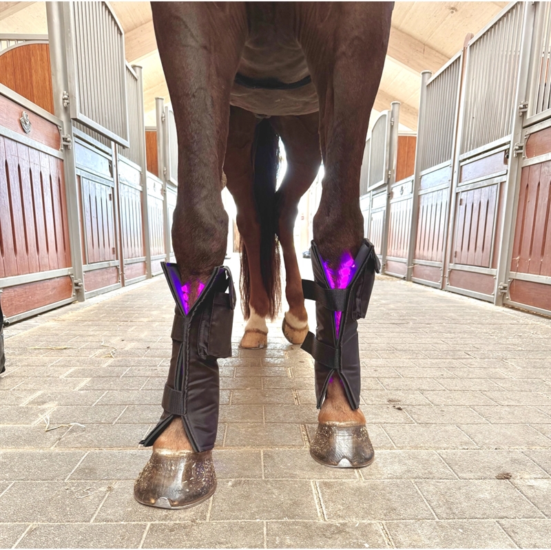 Equine LTS 3.0