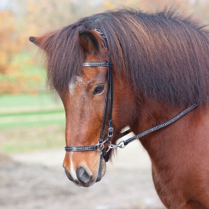 Droop Havanemone procedure Islænder rideudstyr – Rideudstyr til islandske heste